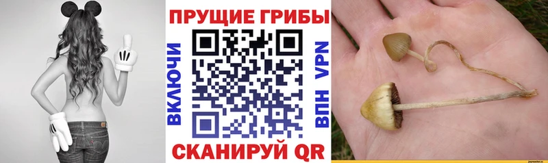 Галлюциногенные грибы Psilocybine cubensis  Мурманск 
